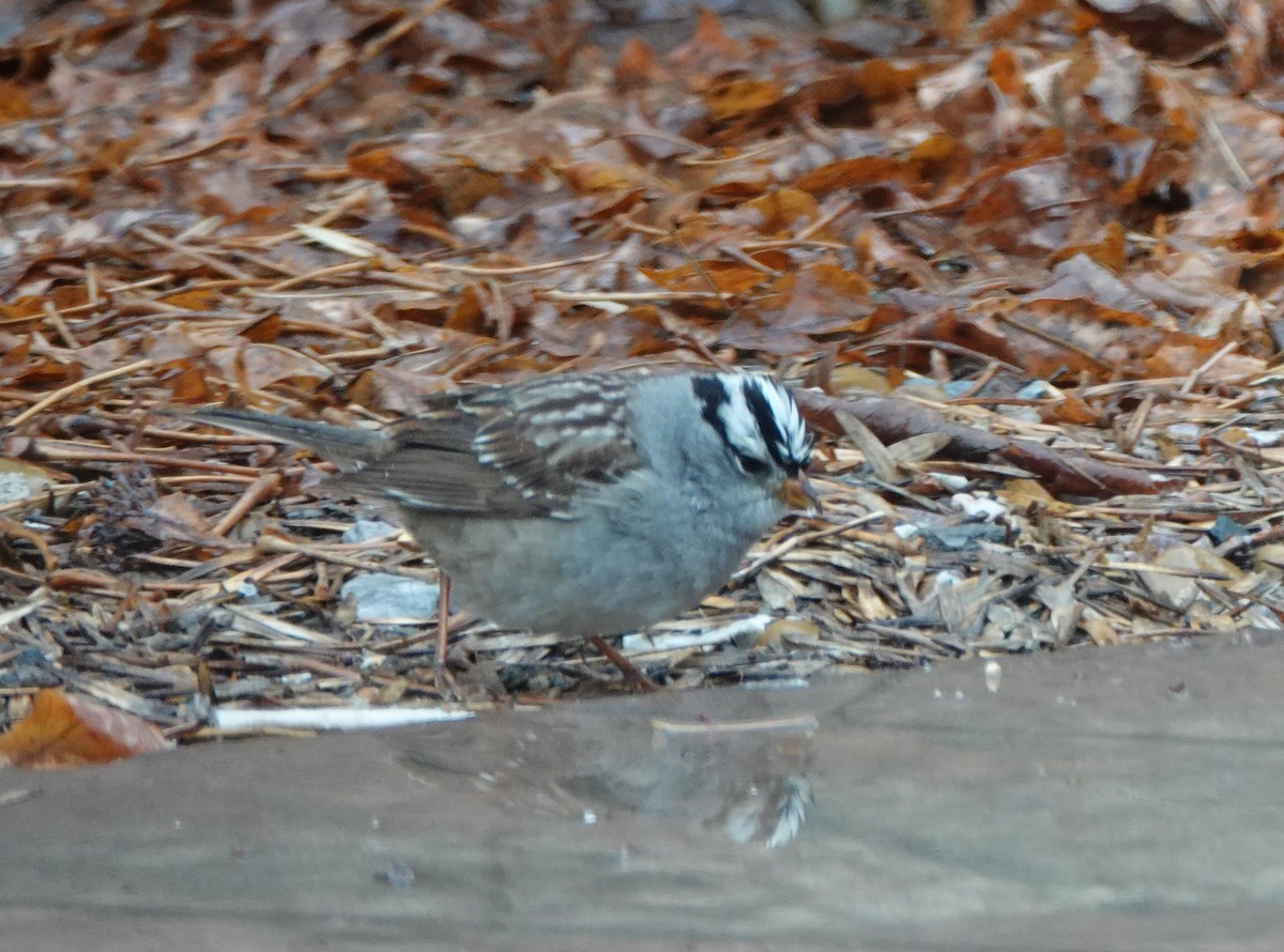 White-crowned Sparrow - ML619110407