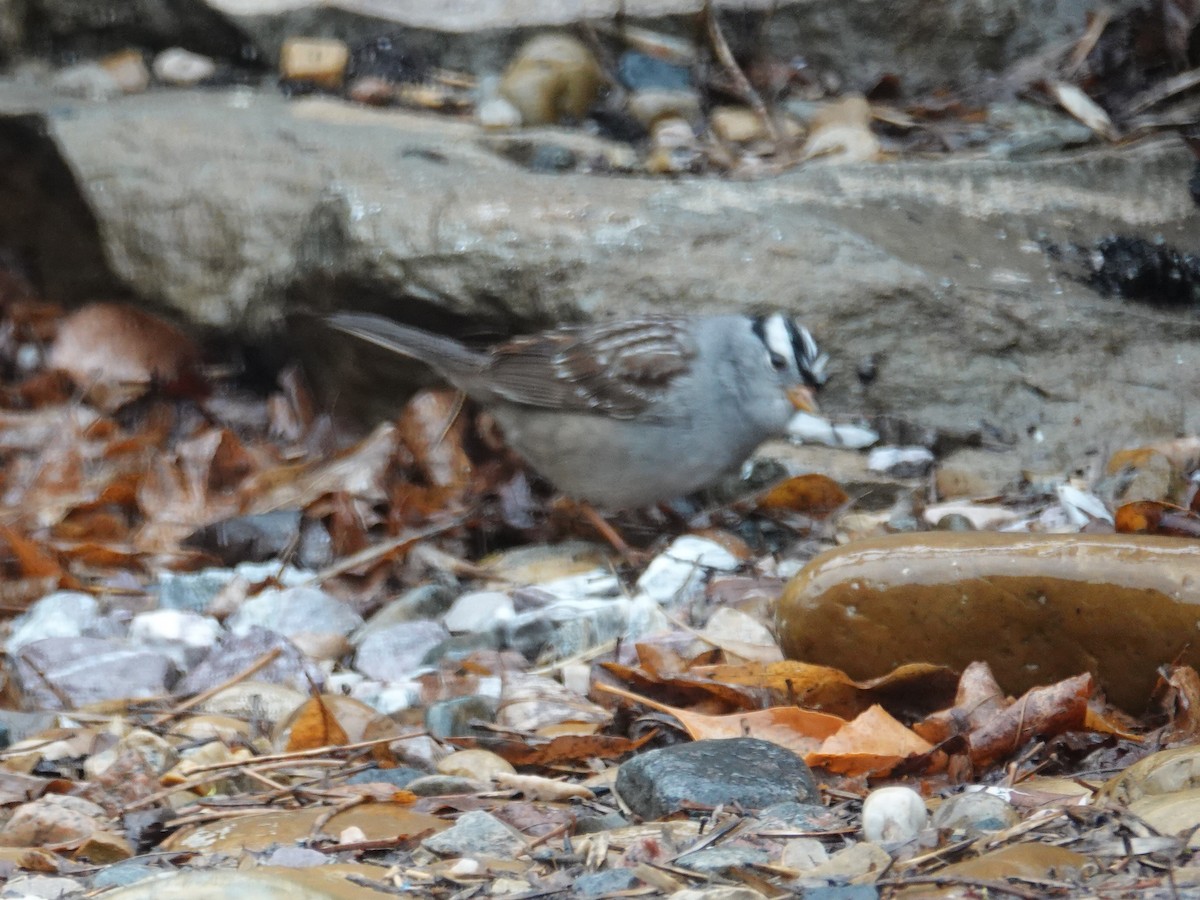 White-crowned Sparrow - ML619110408
