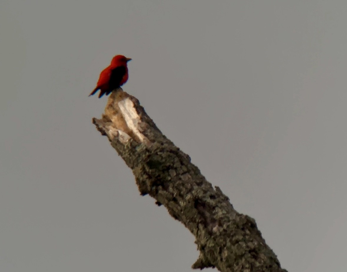 Scarlet Tanager - ML619110421