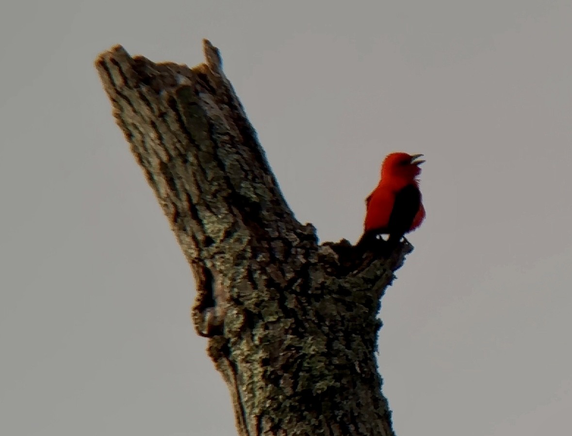 Scarlet Tanager - ML619110422