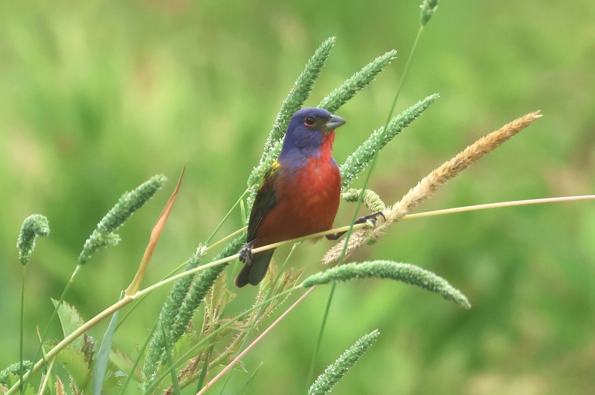 Painted Bunting - ML619110430