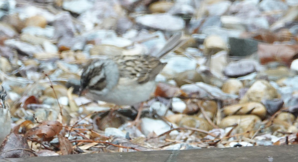Clay-colored Sparrow - ML619110434