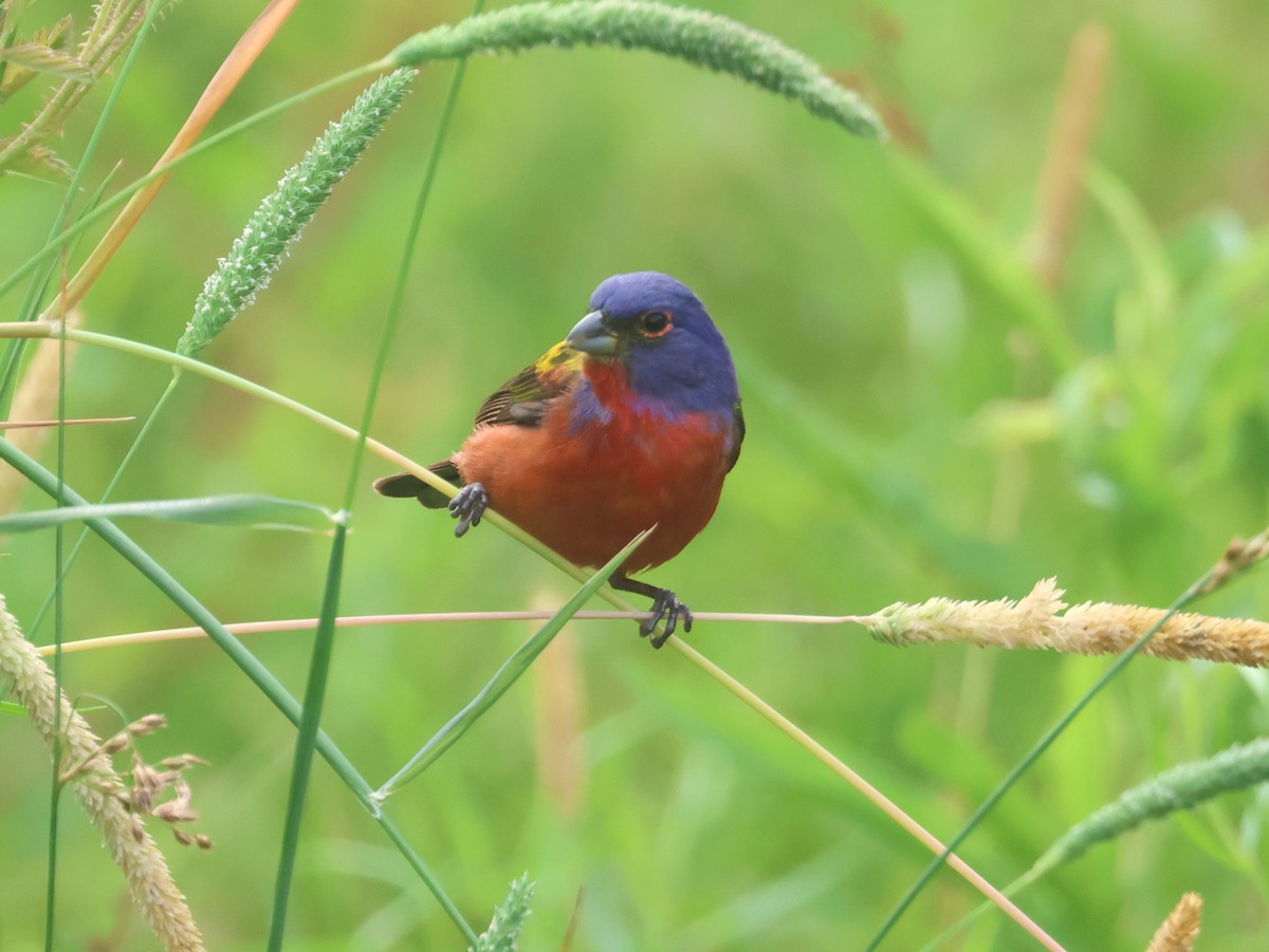 Painted Bunting - ML619110438