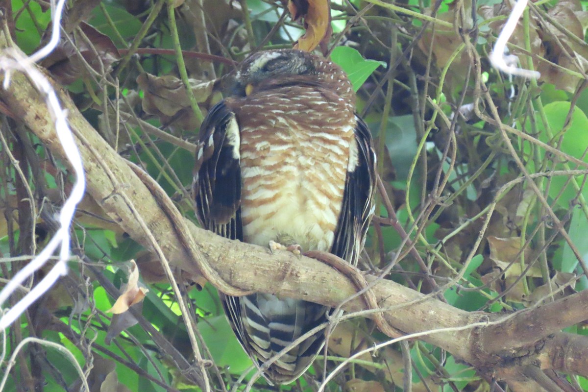 African Wood-Owl - ML619110450
