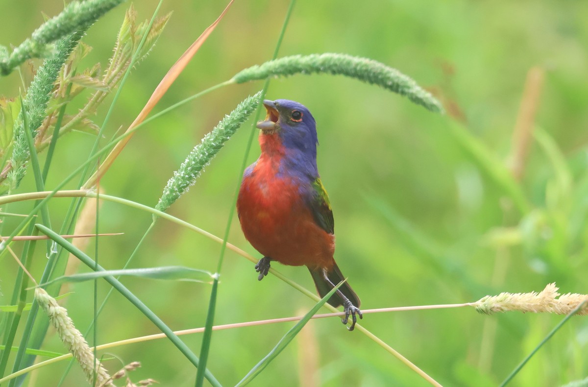 Painted Bunting - ML619110451