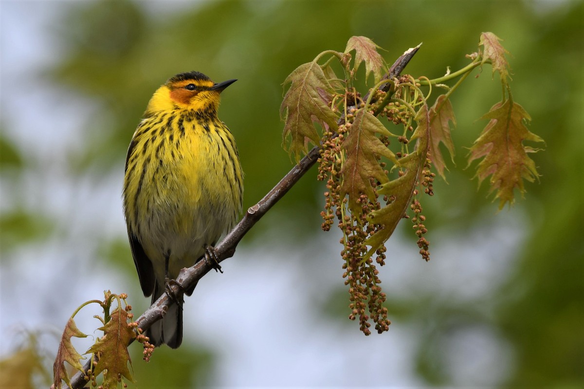 Cape May Warbler - ML619110462
