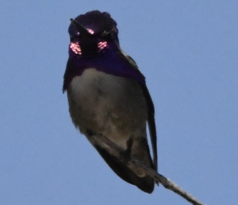 Costa's Hummingbird - ML619110496