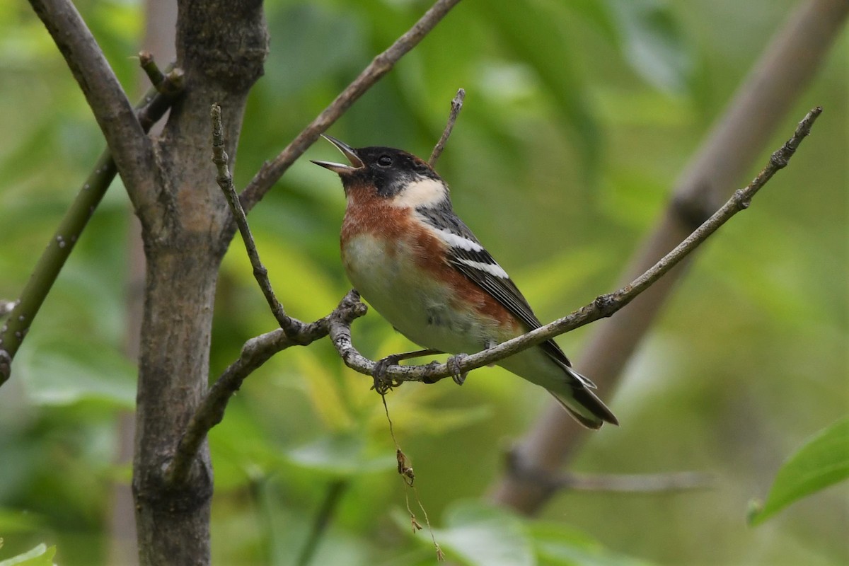 Bay-breasted Warbler - ML619110501
