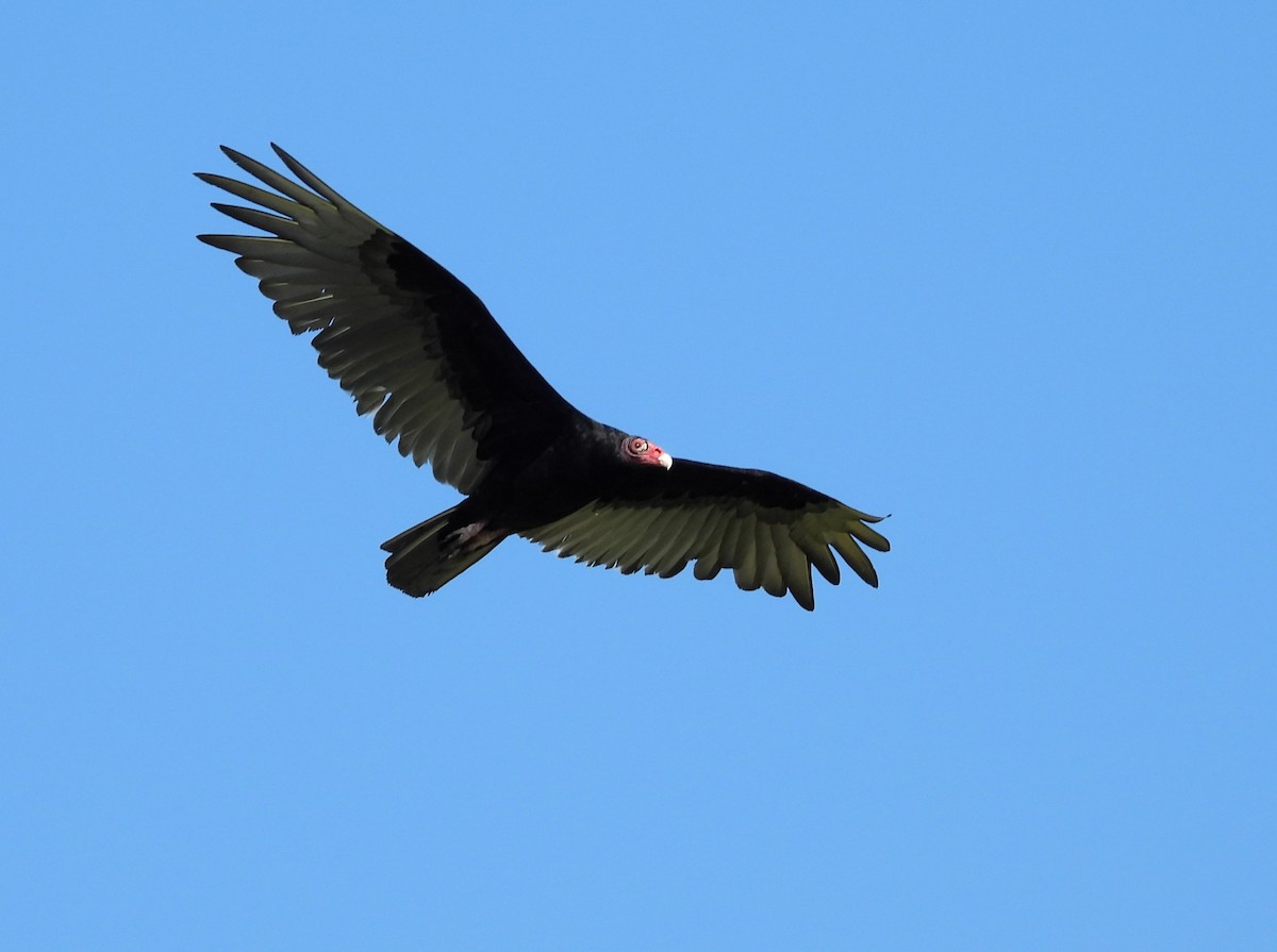 Turkey Vulture - ML619110503