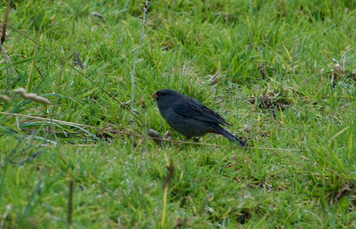 Plain-colored Seedeater - ML619110504