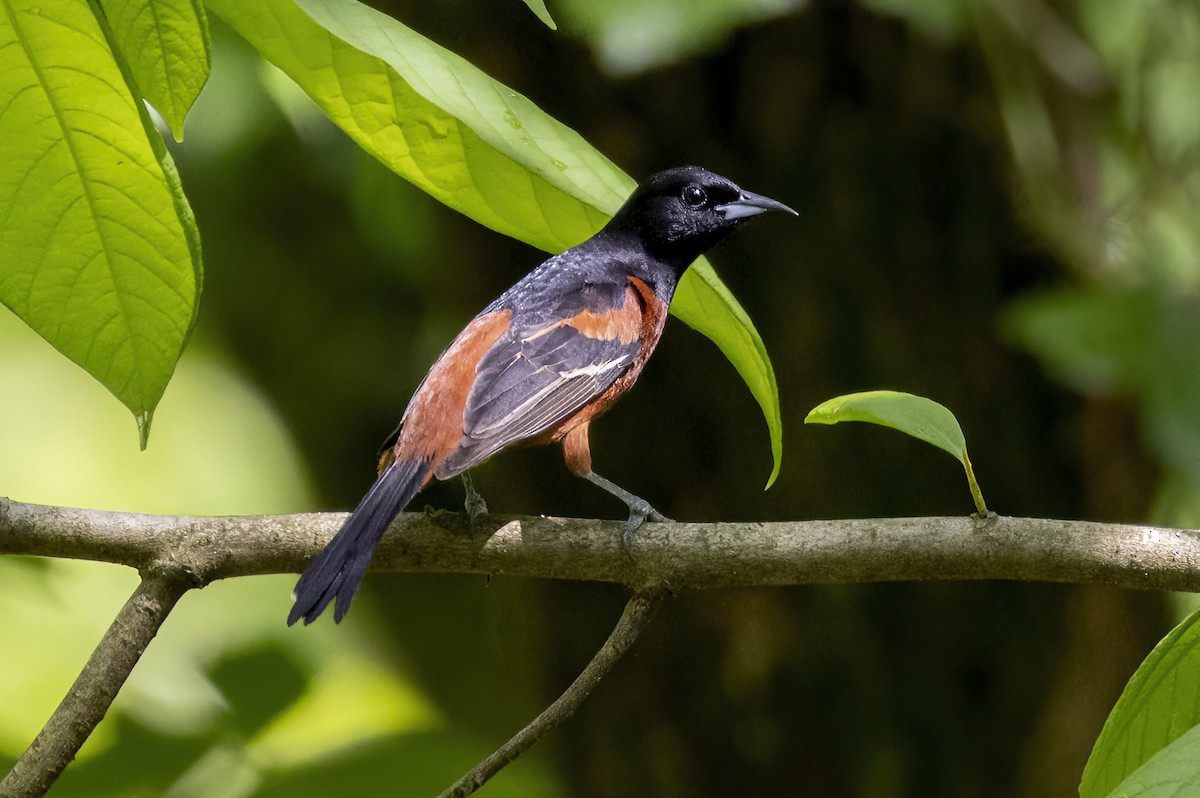 Orchard Oriole - ML619110536
