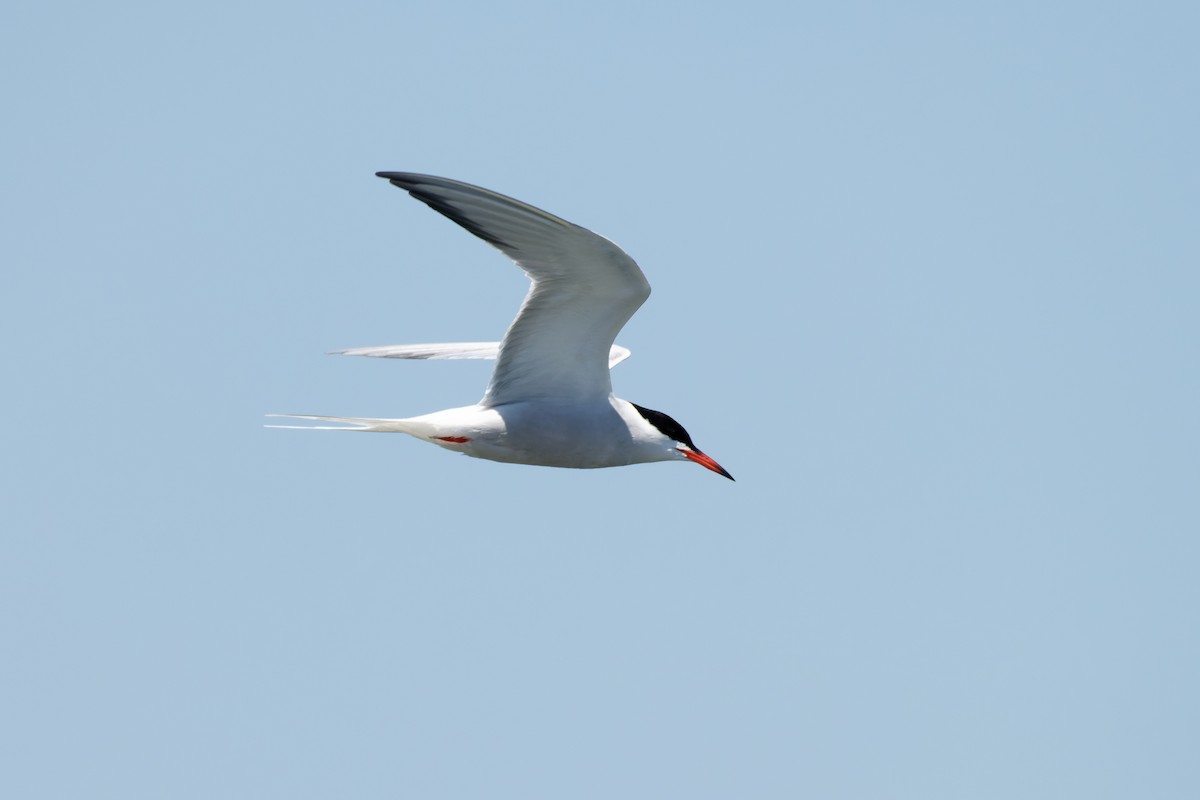 Common Tern - ML619110568