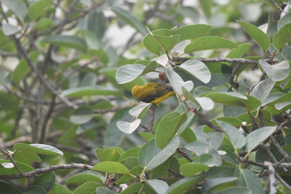 Indian Golden Oriole - ML619110585