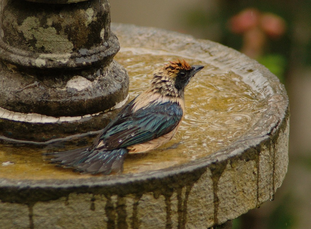 Burnished-buff Tanager - ML619110618