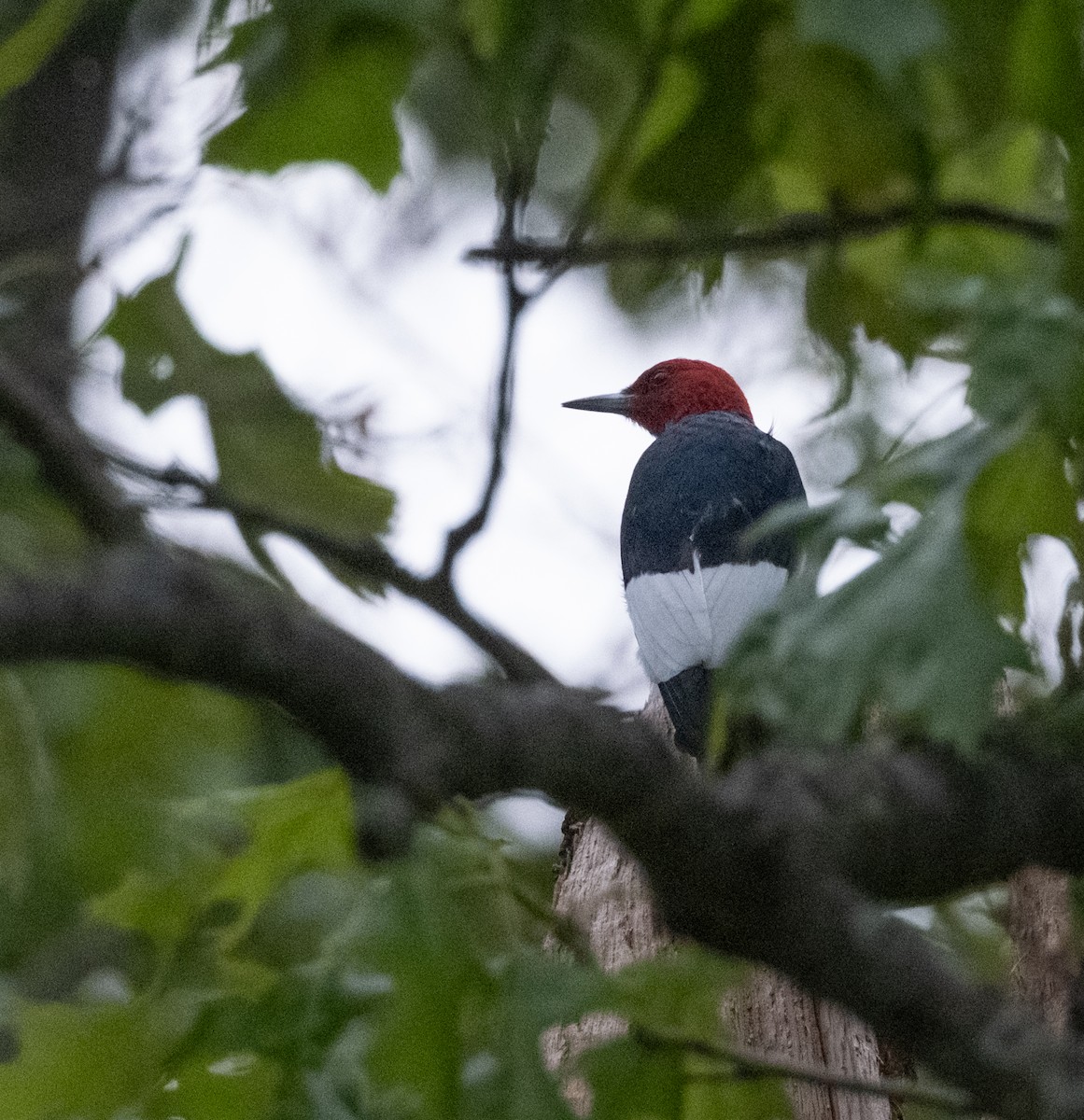 Red-headed Woodpecker - ML619110619