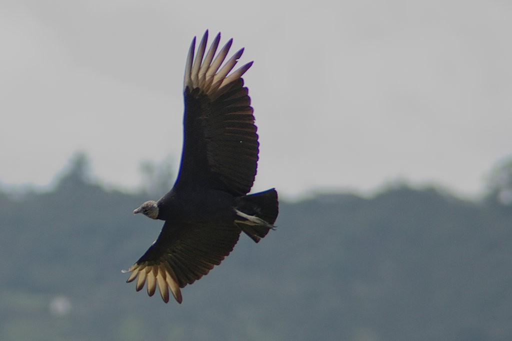 Black Vulture - ML619110635