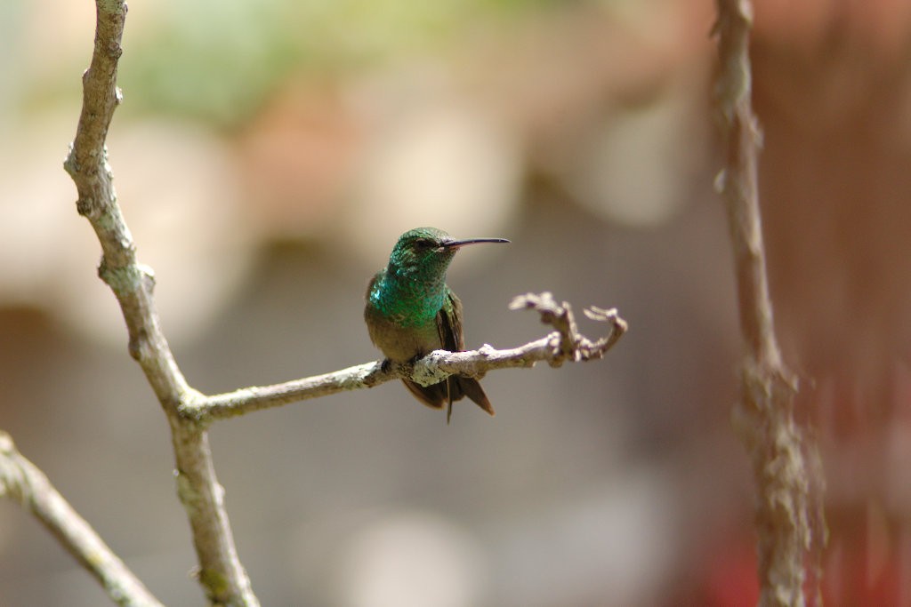 kolibřík zelenobřichý - ML619110666