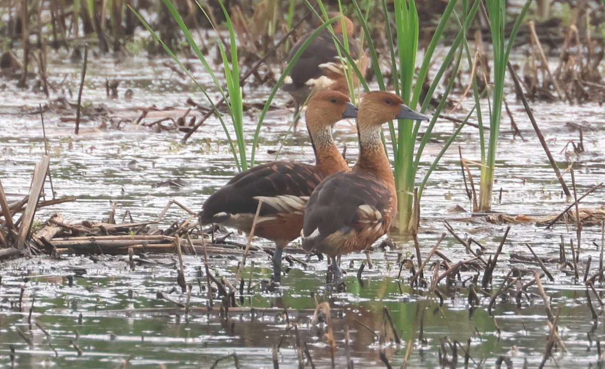 Fulvous Whistling-Duck - ML619110696