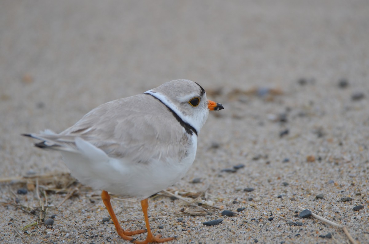 Piping Plover - ML619110712