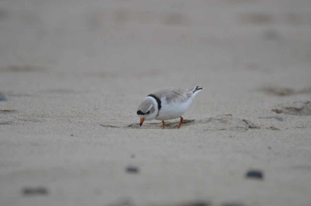 Piping Plover - ML619110713