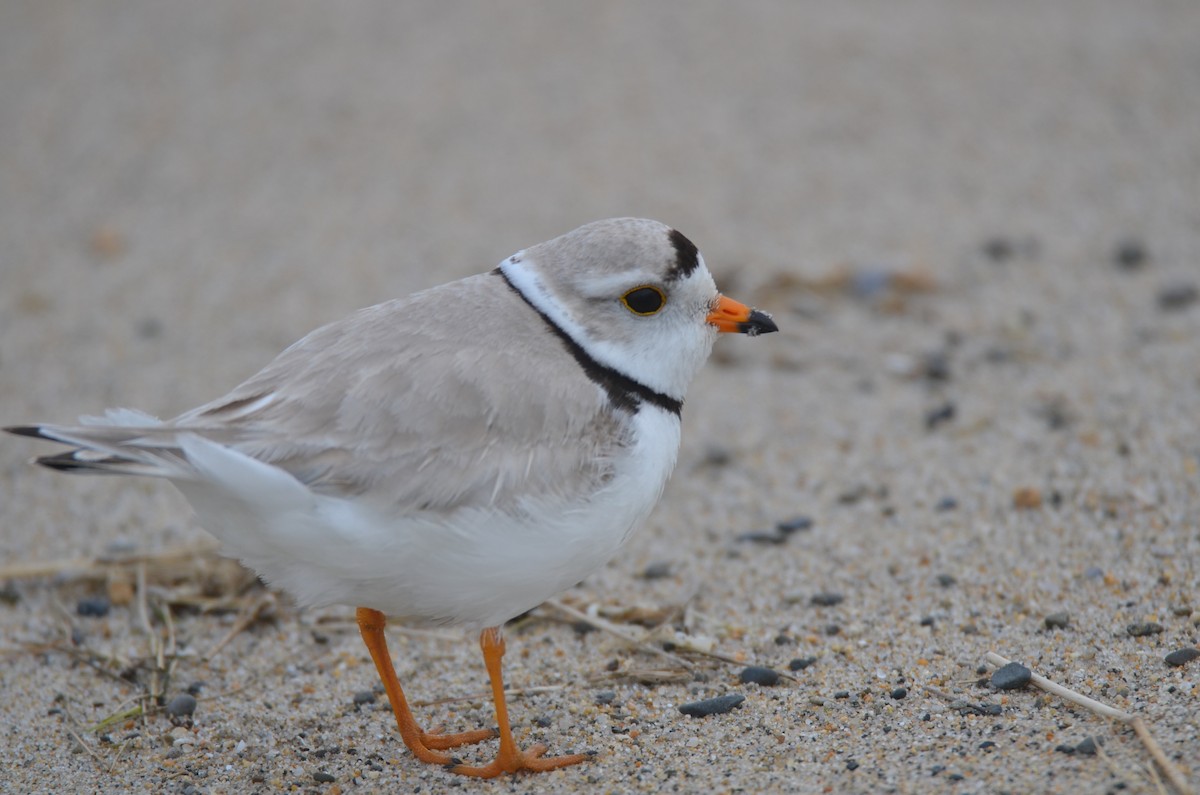 Piping Plover - ML619110714