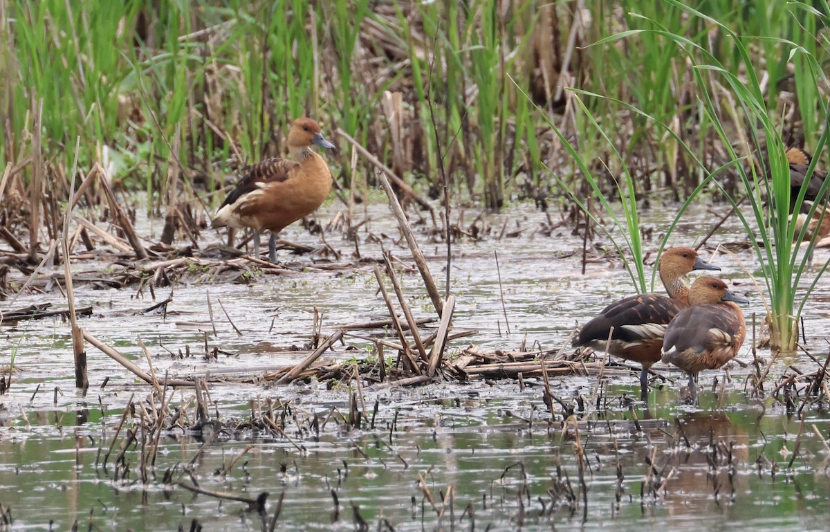 Fulvous Whistling-Duck - ML619110733