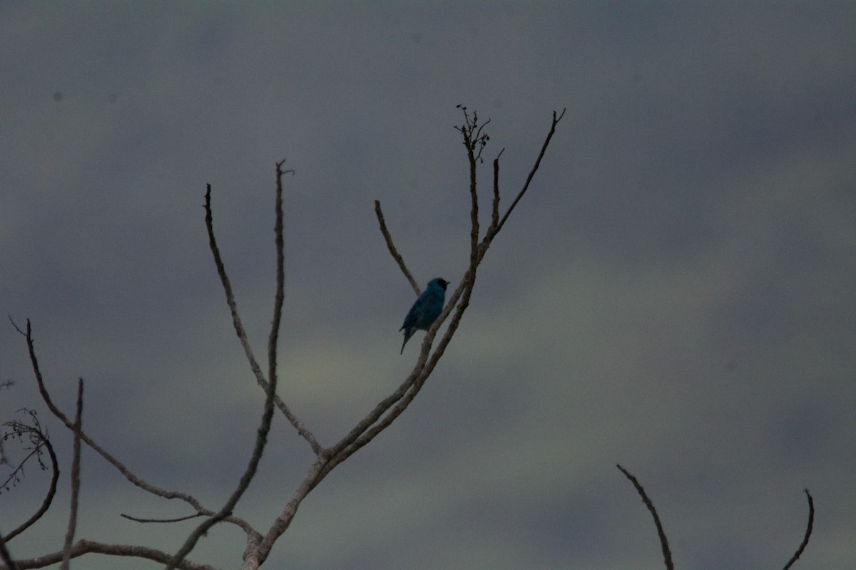 Swallow Tanager - ML619110750