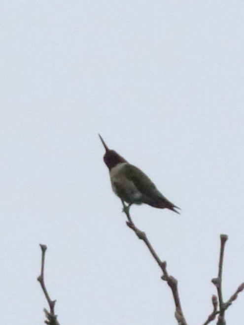 Ruby-throated Hummingbird - ML619110752