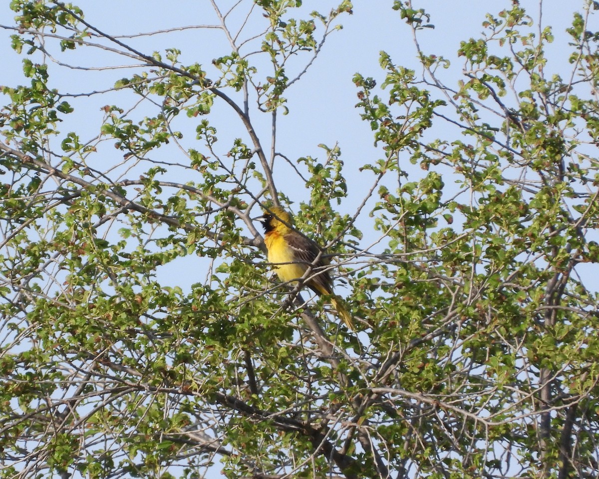 Orchard Oriole - ML619110754
