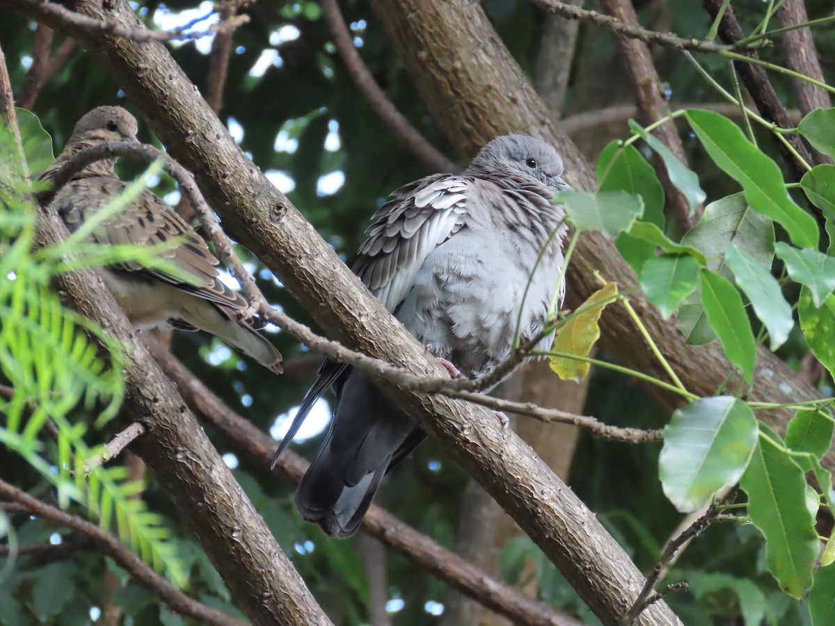 Spot-winged Pigeon - ML619110769