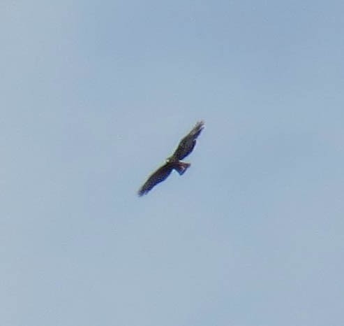 Zone-tailed Hawk - ML619110795
