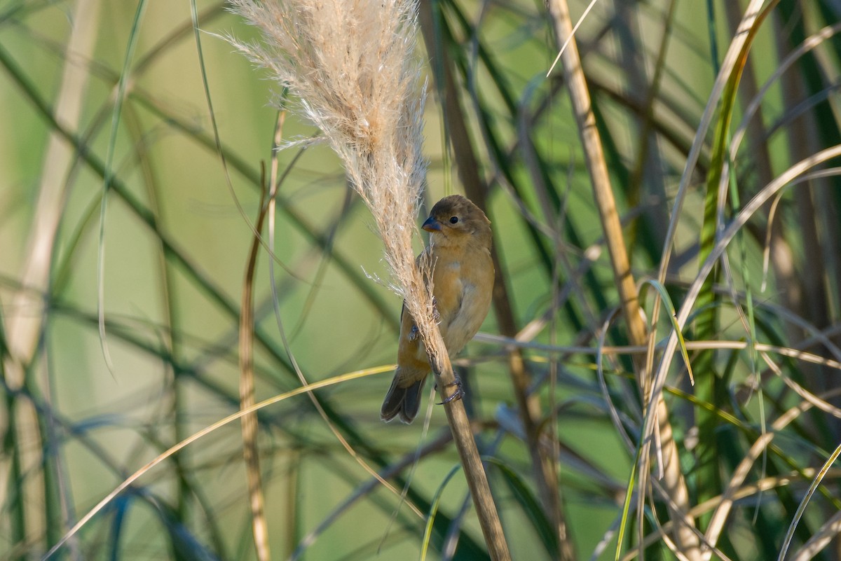 Rusty-collared Seedeater - ML619110837