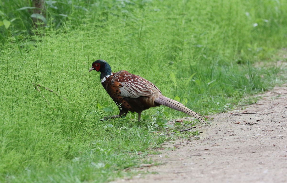 Ring-necked Pheasant - ML619110843