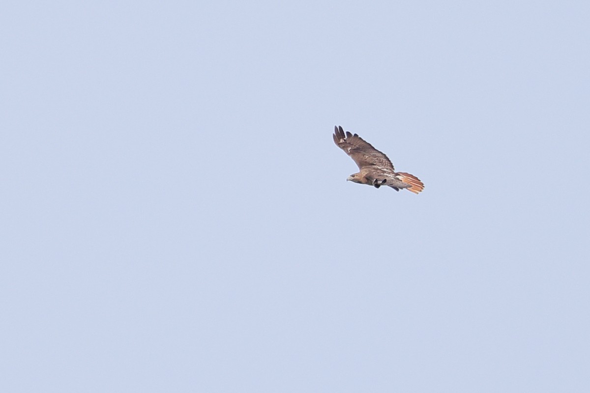 Red-tailed Hawk - ML619110871