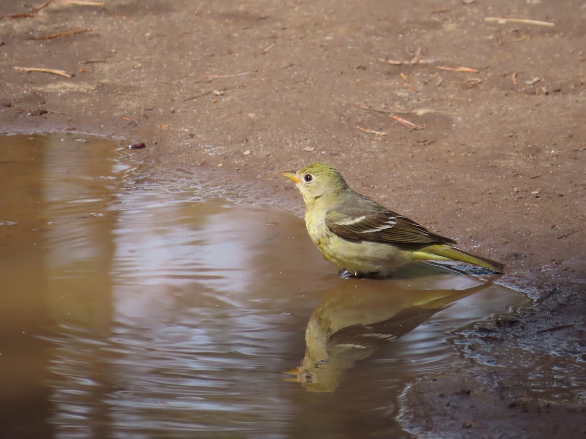 Western Tanager - ML619110883