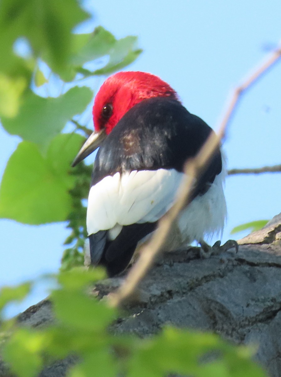 Red-headed Woodpecker - ML619110901