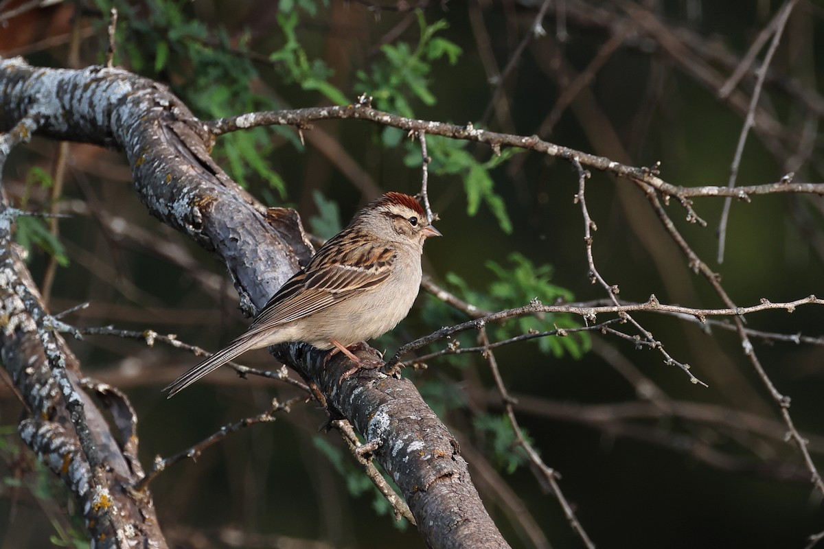 Chipping Sparrow - ML619110904
