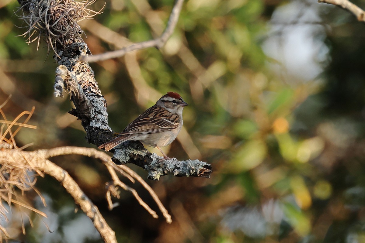 Chipping Sparrow - ML619110905