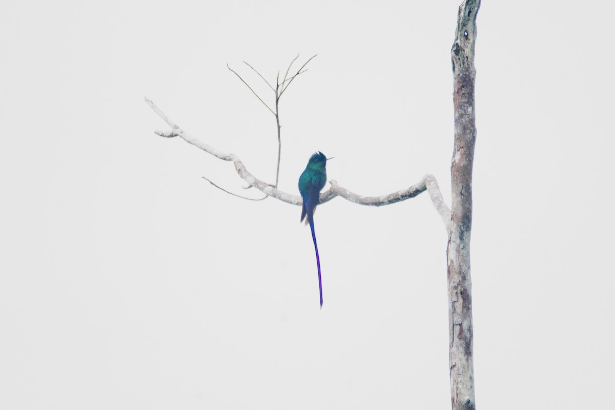 Long-tailed Sylph - ML619110956