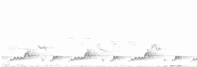 Mexikonachtschwalbe - ML619110968
