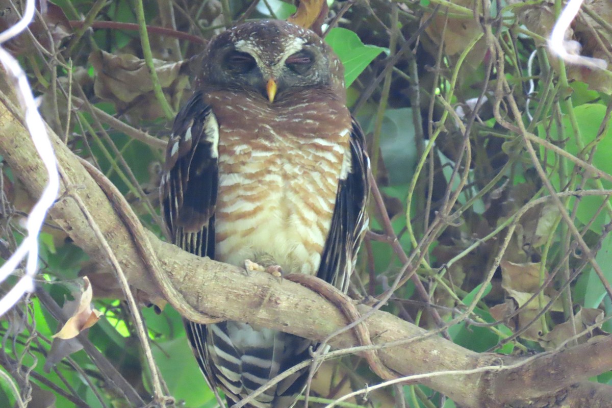 African Wood-Owl - ML619110978