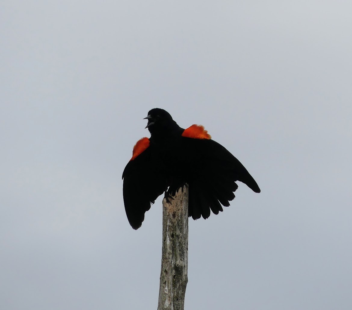 Red-winged Blackbird - ML619111002