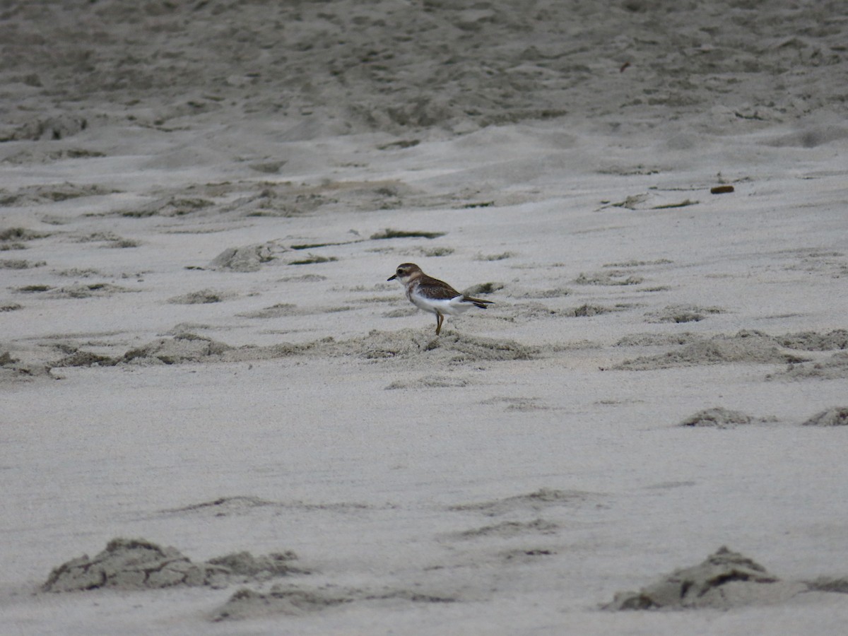 Double-banded Plover - ML619111066