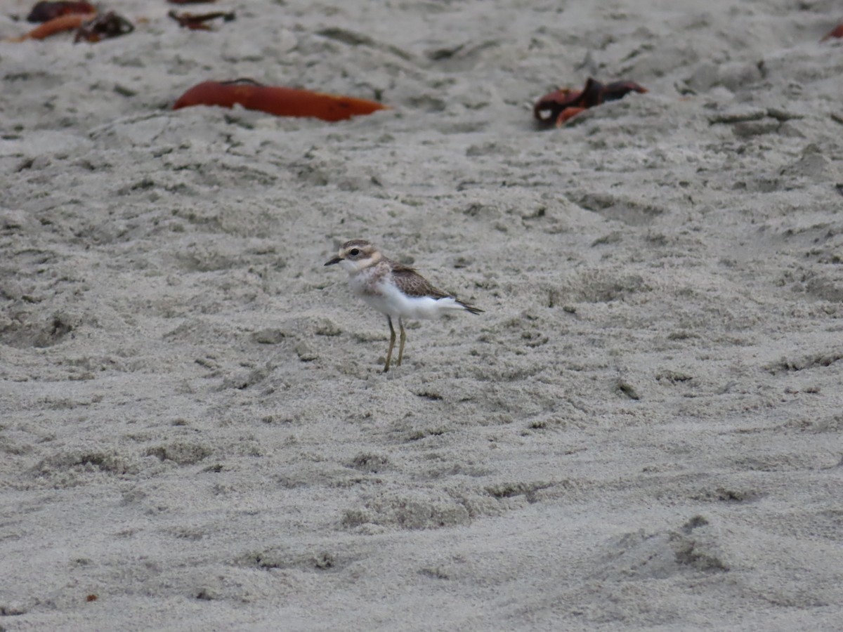 Double-banded Plover - ML619111068