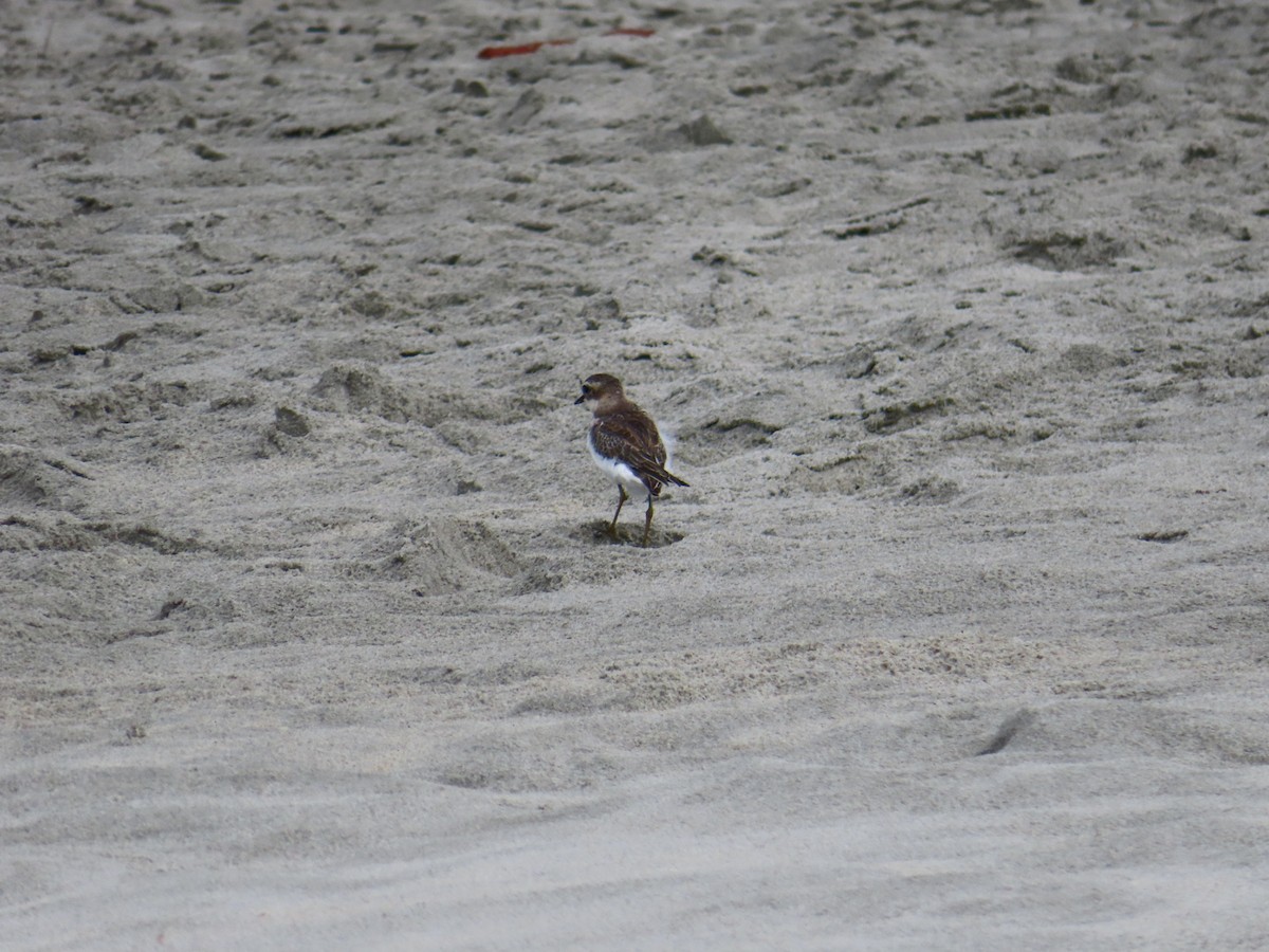 Double-banded Plover - ML619111069