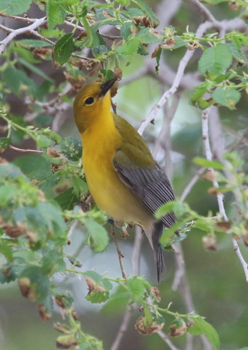 Prothonotary Warbler - ML619111070