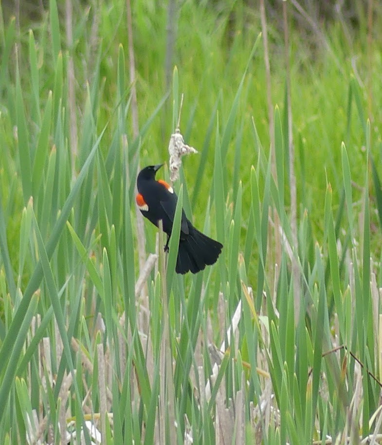 Red-winged Blackbird - ML619111072