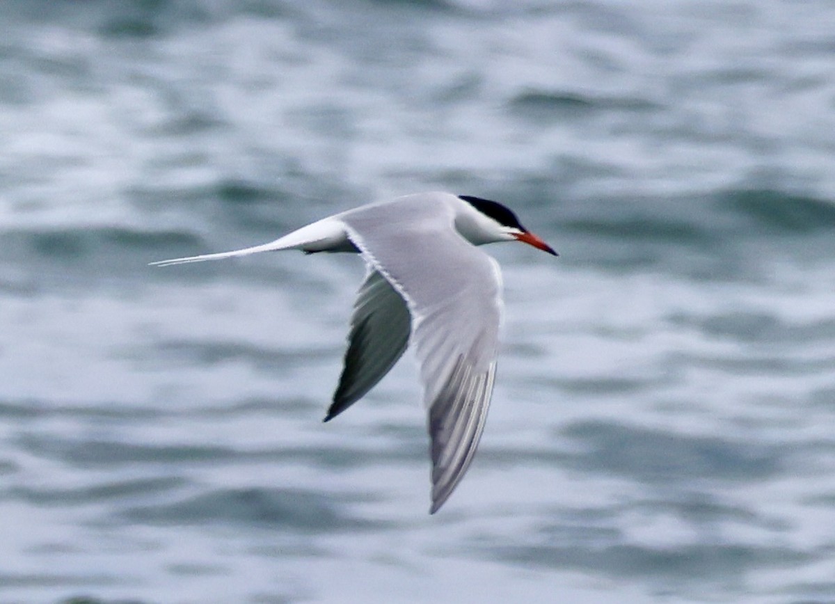 Common Tern - ML619111076
