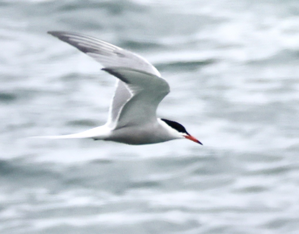 Common Tern - ML619111078