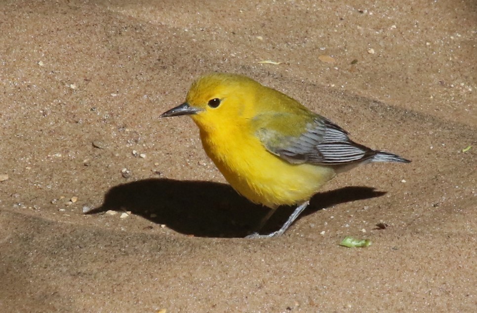 Prothonotary Warbler - ML619111113